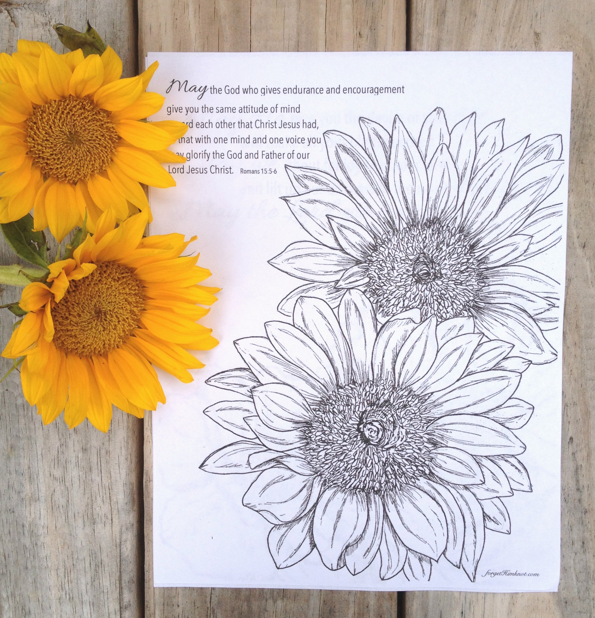 Bible verse coloring page of sunflowers