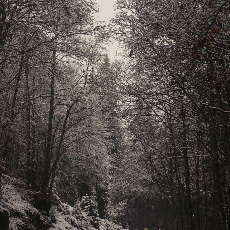 black white trees