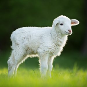 baby lamb John 1:12 Bible study