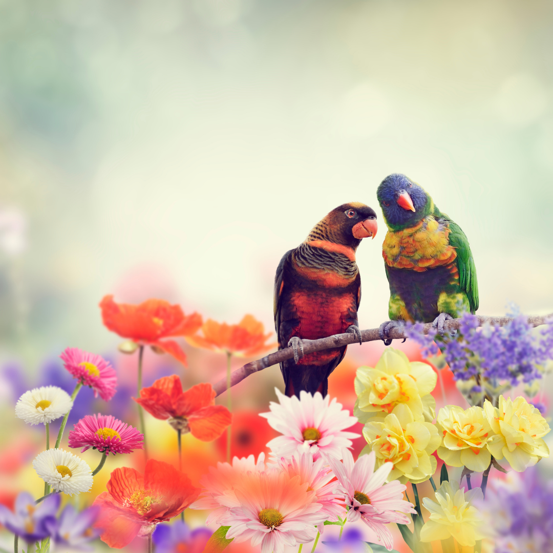 rainbow colored birds and flowers