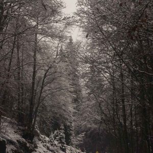 black and white trees 