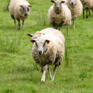 sheep following the shepherd