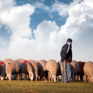 sheep resting with the shepherd