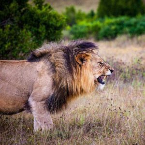 roaring lion 