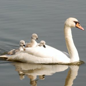 Goose mother white babies 
