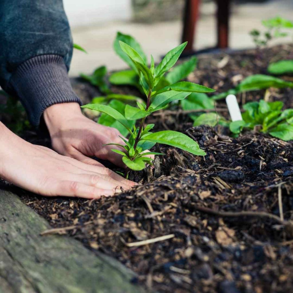 garden growing a relationship with God