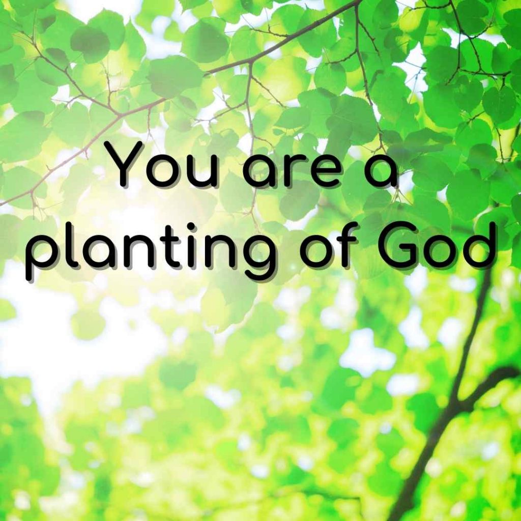 You are a planting of God
